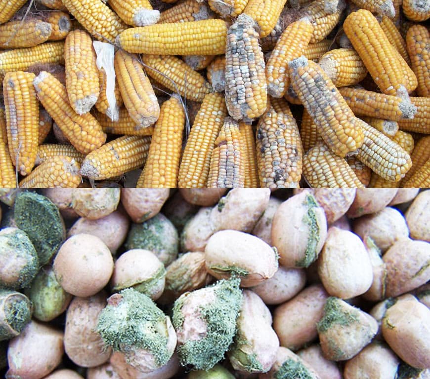 Close-up of maize kernels, the crop most affected by aflatoxin contamination