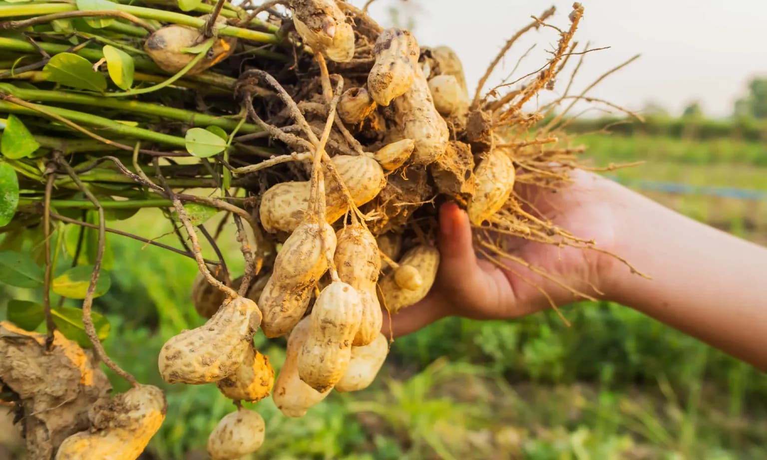 Groundnuts