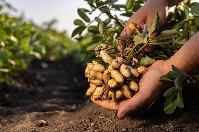 The Anchorage Agritech - Agricultural Value Chains