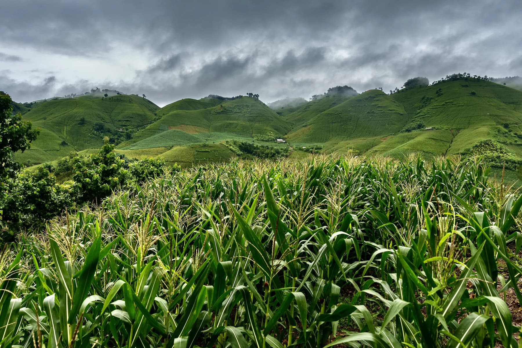 Agriculture Field
