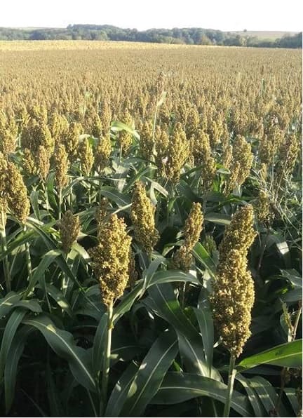 Sorghum