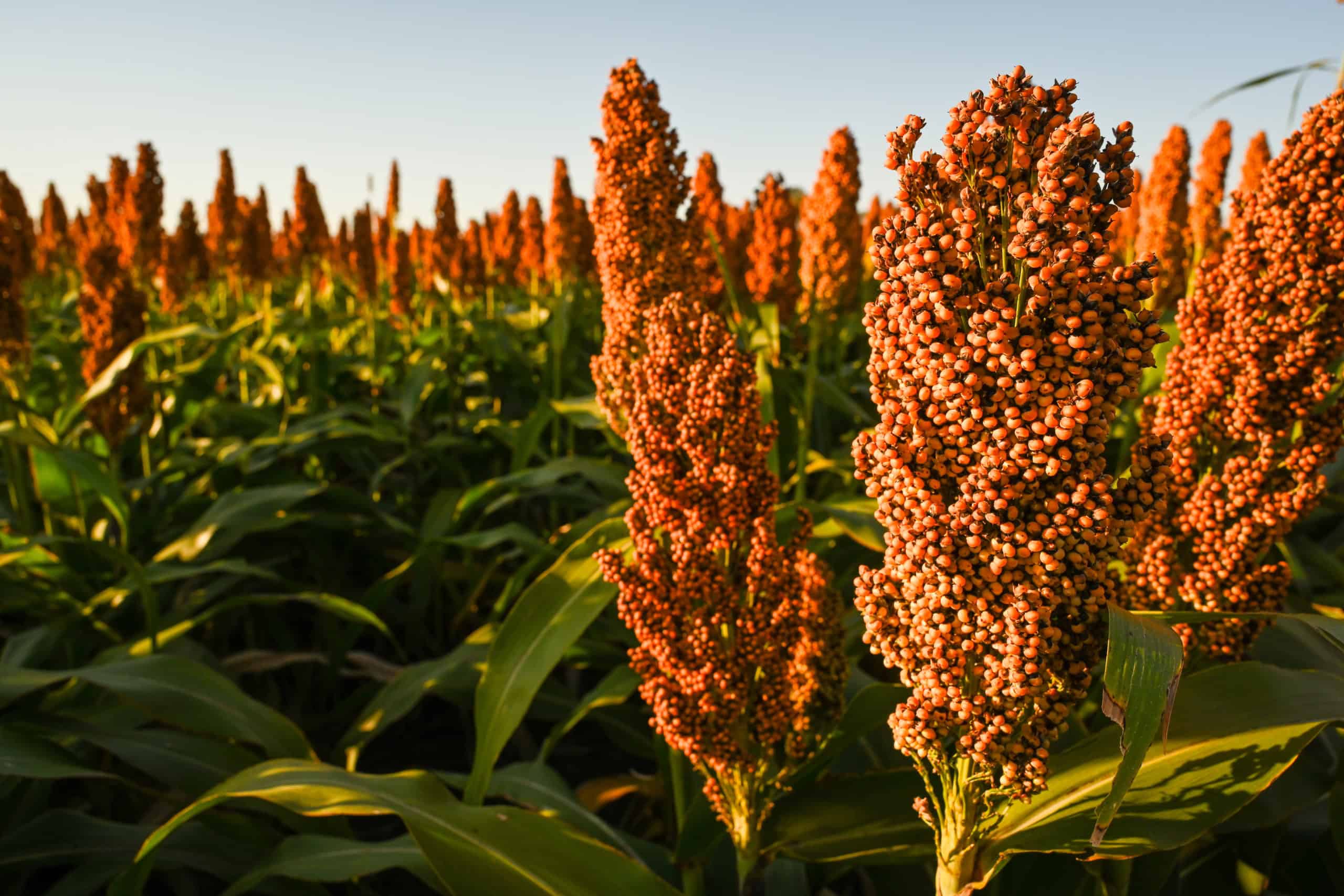 The Anchorage Agritech — hero visual